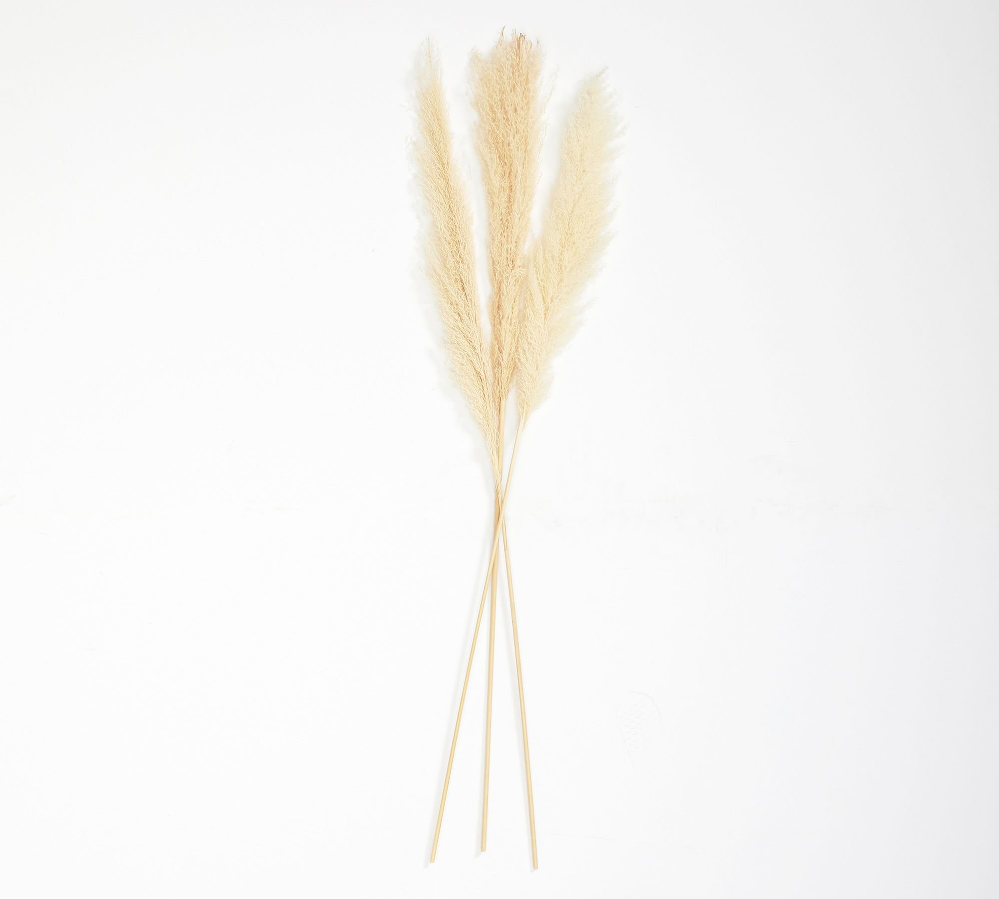 dried-pampas-grass-branches-set-of-3-xl.jpg